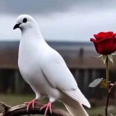 aymanelgndy252's profile picture. •ﻻ ﺗَﺠﻌَــــﻞ ﺍﻟﻨّﺎﺱ ﺗَﻨــــﺪﻡ ﻋﻠﻰ ﻣﻌﺮﻓَﺘــــﻚ .. 
ﺍﺟﻌَــــﻞ ﺍﻟﻨّﺎﺱ ﺗَﻨــــﺪﻡ ﻋﻠﻰ ﺧَﺴﺎﺭﺗــــﻚ..