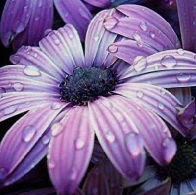 NSSebnemm's profile picture. 🇹🇷hayatı ve öğrenmeyi seven memleket sevdalısı biraz meraklı biraz inatçı paylaşımcı bu sıralar astroloji öğrencisi