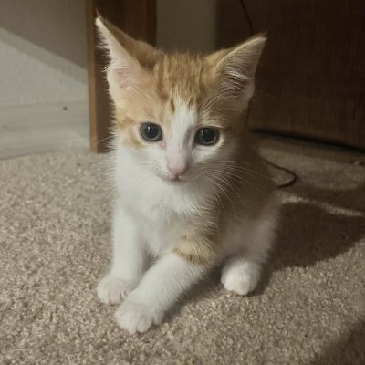 APrime03's profile picture. Meow