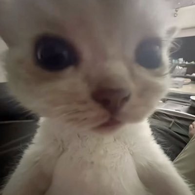 paufofinho_'s profile picture. @Corinthians 🦅⛓️L.H.P⛓️🦅