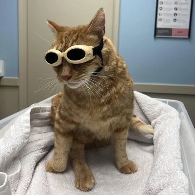 guspumpfuncat1's profile picture. CA: 42d245pXpJDhAkX5QKTcLxPB6QxET6KbbsDas71Tpump