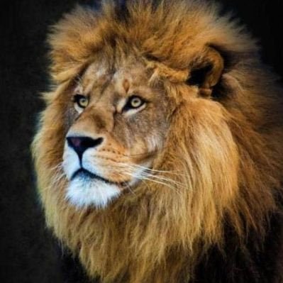 chissanoh256's profile picture. you can have 800 houses  but non of it is home🥲