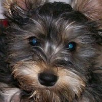 L.Segundo (@manisis2023) 's Twitter Profile