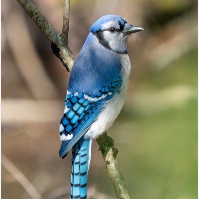 TOCitySteel's profile picture. Depressed Leafs Fan, Optimistic Steelers Fan, Man City Lover, Jays and Raps Fan