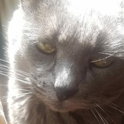 MoraMariana_N's profile picture. Amlo 🇲🇽 Odio a los buitres que pasaron y siguen llegando en la Alc Cuauhtémoc y a CdMx
🚫Monrata Sr o Jr o Noroña