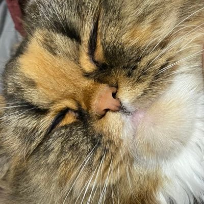 dohikochisochi's profile picture. 非人妻(人に非ず妻)