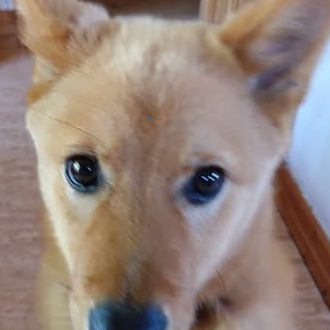 ZappoHakan's profile picture. I stand with Israel.