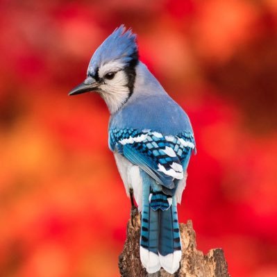 ckuc3's profile picture. Mom, wife, pharmacist 💊 , NYI 🏒 fan, Tampon Tuesday and mental health supporter