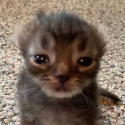 houdabogossa's profile picture. Rbatiya dayra niya 🤍🇲🇦