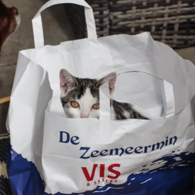 ruudreunieajax's profile picture. 