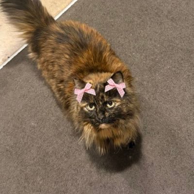 @maplethetortie