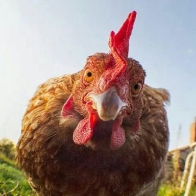 PouleQuiMue's profile picture. Attention, ceci est un compte labellisé Sarcasme d'Intérêt Général. Toute tentative de prise au sérieux sera moquée. #PouleQuiMue