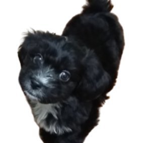 WimarX8947's profile picture. no paid posts. no financial advice. only alpha.