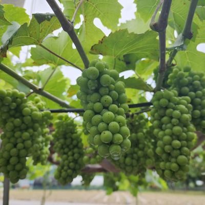 withmusk71's profile picture. 건강하게 즐겁게 감사하며 살자~😁🌴☕️🚀🚘✈️🌈        
  ⛔️No DM!!!❌️

#맛있는 음식  #자연 #재테크 #고양이
#그림 #TSLA 
#살아가는 이야기