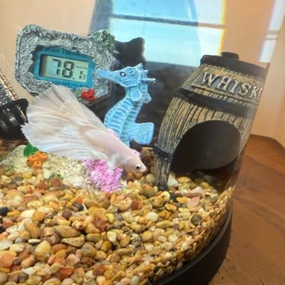 CashTheBetta's profile picture. The names Cash. All about flapping fins, munching flakes and cashing bets. Class of ‘78. I love whiskey and white tail. #1 Fish Gambler #Alpha