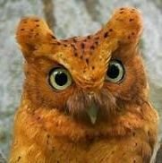 LadNefeli's profile picture. adult | she/her | multifandom | 🩷💜💙 | certified bird enthusiast 🐦