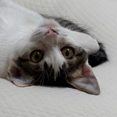 Gurrrmizip's profile picture.