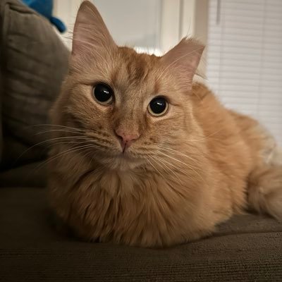 AlexWahrer's profile picture. forever in the doghouse 🐶🔥⛓️ | 🛒 GB 🛒