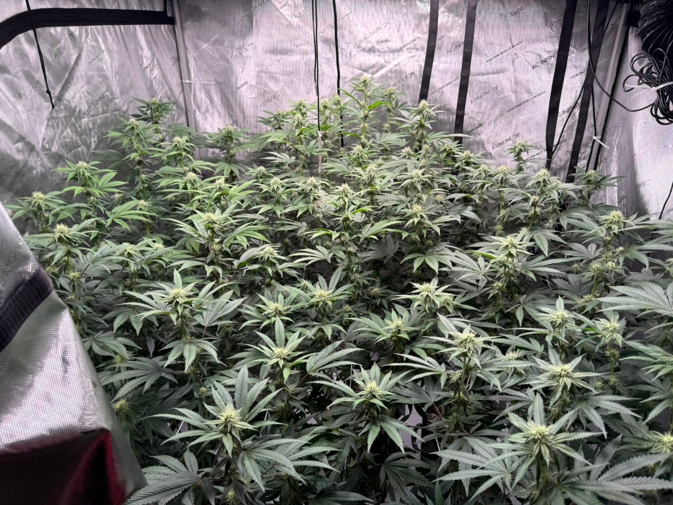 KushyLarry47's profile picture. 