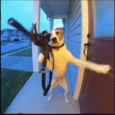 gunsdotmeme's profile picture. Al videos of animals shooting guns are going viral on IG, Tiktok and X| 5nvNUh3ZU2Q3AJmD5YP8ykcUSv2P8C4Z8MKt5vmTpump