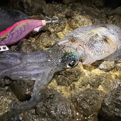 nakano2424's profile picture. 釣り大好きです。