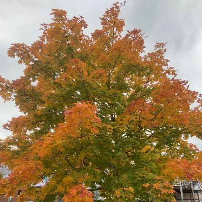 peac4love's profile picture. ✨☮peace☮✨♥love♥✨🌈📷🚲📚🛠🎨 Arts & Architecture🏦 ✨🌻🍁🌷🌸🌹Flowers✨🚫 No Weapons ✨🚫 No Porn ✨ 🚫No Racism ✨