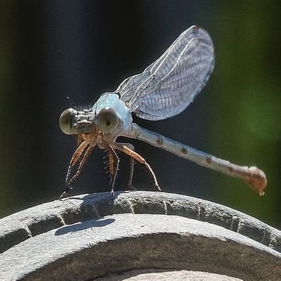 gnosis_doses's profile picture. 