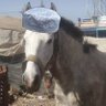 drdrdrd00282627's profile picture. حساب ساخر على الوضع