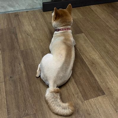 ilexaholly's profile picture. 