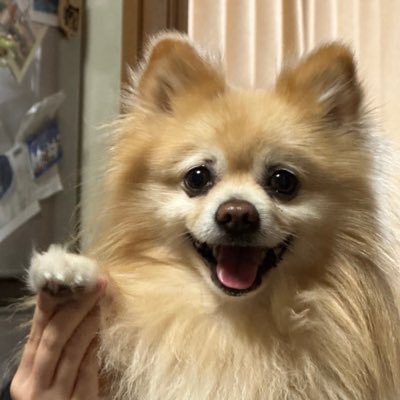 Fig33232587's profile picture. 京大院生 お笑い芸人 Youtuber 犬界隈の始祖