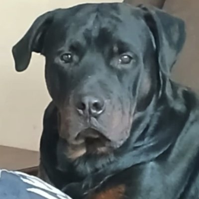 MattyLL's profile picture. Asociada a @pensapenalchile
No todo es delito ni todo delito merece cárcel.
NotAbogada :) 
Seguimos.