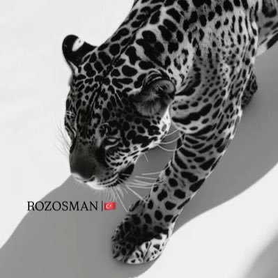 _rozosman's profile picture. ﷻ Gazze 🥀 🥺 “Allah sana, şanlı bir zaferle yardım etsin.” (Fetih Sûresi- 3)🐆🚫DM