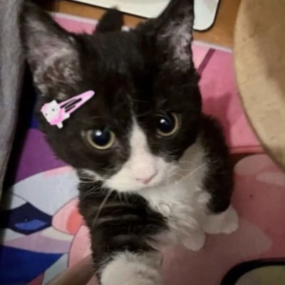 diaanaefivelove's profile picture. 