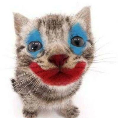 happycatus's profile picture. 