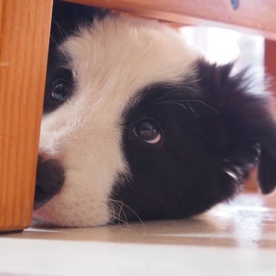 Avernalisi72709's profile picture. call me ave! | repost/reprint/AI❌ | illust (original & fanart - multifandom, currently nijien, genshin maybe) | 📇https://t.co/UNZO3agLkM