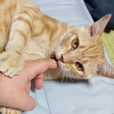 haginotsuki184's profile picture. ハンドメイド始めました。 ディップアートレジンでアクセサリーやインテリアを作ってます。