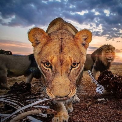 PattieDP's profile picture. Pet Rescuer extraordinaire! Loving the animals and the unconditional love and respect you get from them. #MAGA, family first,  NO DMs PLEASE