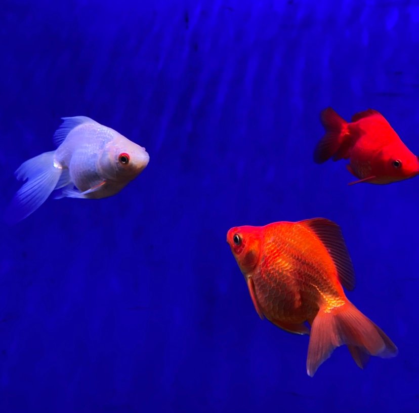 XIAOYU2spl's profile picture. 塔木德