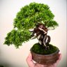 bonsai_ystk's profile picture. 2021年の春くらいから盆栽始めた完全なる初心者です。毎月盆栽教室通ったり、陶芸始めてみたり、関西盆クラ市の運営やってみたりして楽しんでます。好奇心が止まらなくて困ってます。【インスタ】https://t.co/DMFkhM28VH