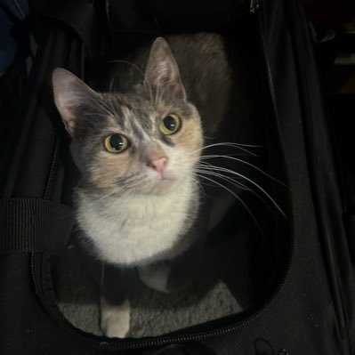 Ezmoneyprinter's profile picture. Options Trader, not a financial advisor.