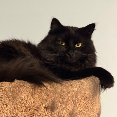 TheeBrainFreeze's profile picture. RIP Charlie. Rest easy, we have the comms now. 🎚️ Here’s my flag 👉🏻🇺🇸👈🏻