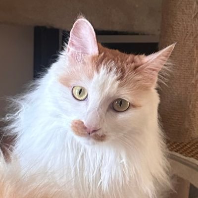 baozi0502's profile picture. 小さな透明   日本に留学中