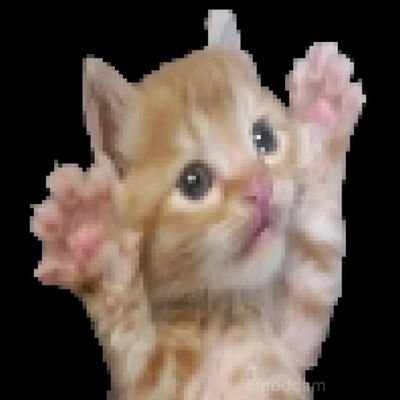 radiogatoo's profile picture. 