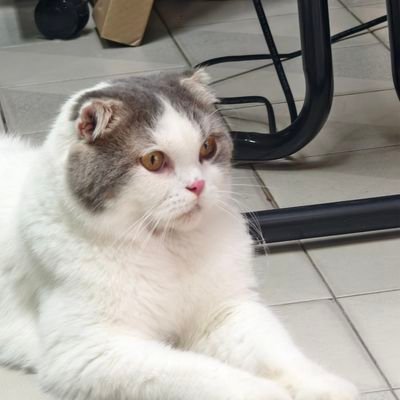 Maydoo04's profile picture. VIP #BIGBANG 4👑 #PERAYA KS 🦁🐢 #sotus's⚙ #LISA #BLACKPINK #YGSTAN #2ne1 #BI #iKON #WINNER #TREASURE #BABYMONSTER #AKMU 💪❤ #TENLEE #NCT #MTBB #GOT7 #EXO #Apo