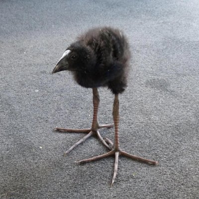 pukekoku's profile picture.