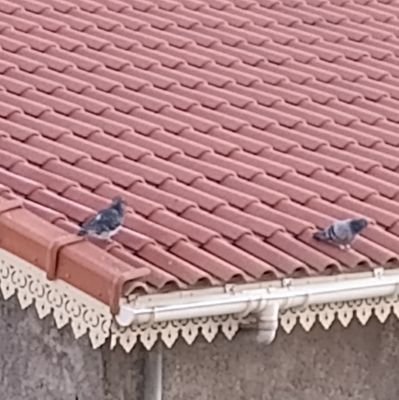 DreamFloyd7112's profile picture. 