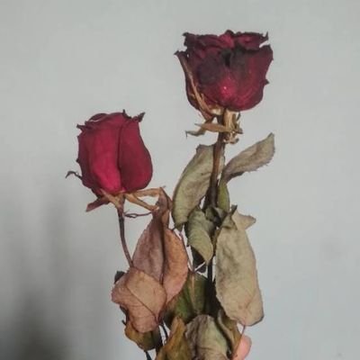 alwafi48473's profile picture. إحذر .🫵
. فالبعض ملوك على شاشات الأجهزة ولكن حثالة في الواقع🫰