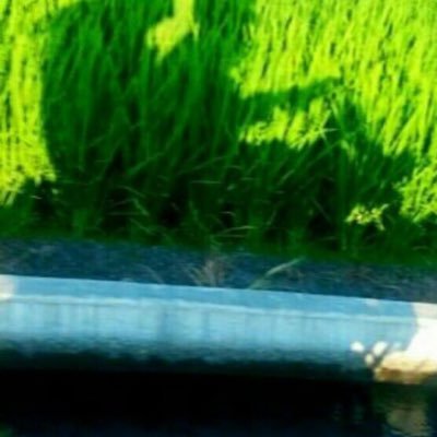 amakoukei's profile picture. 