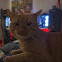 fzn (@fznrll) 's Twitter Profile