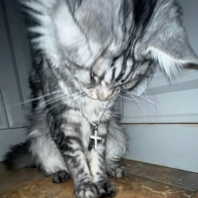 Amyyilyx's profile picture. ౨ৎ    ┆  @   —   amy   !  ✩                      ☆   bi   ⸝⸝⸝   .   :